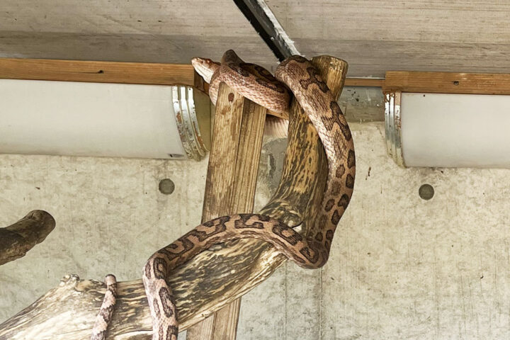 ハブの館